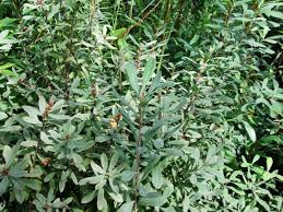 Image result for Myrica