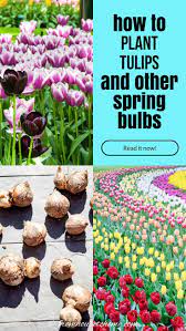 Planting Fall Bulbs How To Plant Tulips And Other Spring Flowering Bulbs Gardening From House To Home Planting Tulips Garden Bulbs Fall Bulbs