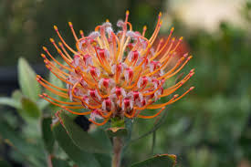 Image result for Ormocarpum zambesianum