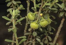 Image result for Phyllanthus beillei