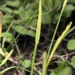 Image result for Ophioglossum reticulatum
