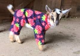 It S Official There S Nothing Cuter Than These Baby Goats In Pajamas Baby Goats In Sweaters Baby Goats Goats In Sweaters