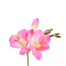 Pink Freesia 1b Jpg 1200 1200 Flower Drawing Freesia Flowers Flower Line Drawings
