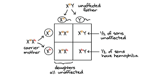 Sex Chromosomes X Linked Inheritance Article Khan Academy