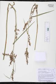 Image result for Scleria lacustris