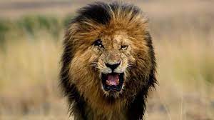 1 appearance 2 personality 3 history 3.1 prior to the lion guard 3.2 battle for the pride lands 4 trivia this bulky lion hadred eyes, dark orange fur, dark red mane, a dark red nose, a notch on his right ear, and a scar on his right eye, unlike other lions with the mark of evil. An Amazing Story Of Scarface The Real Celebrity Of Africa Youtube