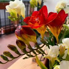 Image result for Freesia grandiflora