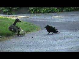 You can moisten them to make easier to eat. Mama Duck Fights Crows Attacking Baby Ducklings Youtube