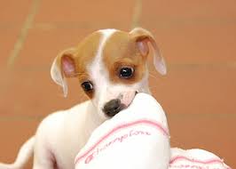 The adoption fee helps support our lifesaving mission, as the houston spca operates on 100% donations. Adopting A Puppy Peninsula Humane Society Spca