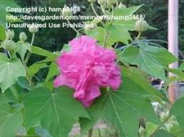 This can be accomplished through softwood or hardwood cuttings. Starting A Crape Myrtle From A Cutting Thriftyfun