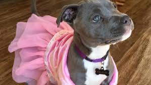 Adopt a puppy for free. Woman Scammed Out Of 950 Trying To Adopt Puppy For Free Ctv News
