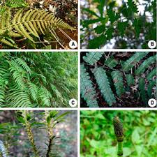 Image result for Athyrium lewalleanum