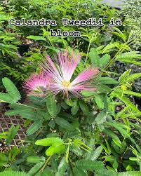 Image result for Calliandra tweedii