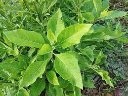 Image result for Blumea