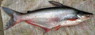 Swai Fish Culinary Profile Chefs Resources