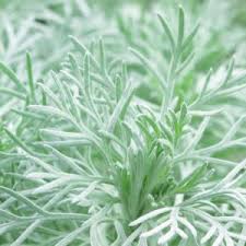 Image result for Artemisia sp.no.1