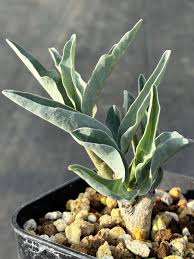 Image result for Adenia repanda