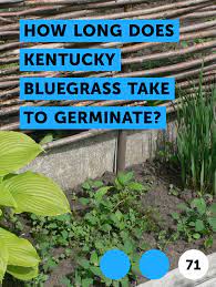 Learn How Long Does Kentucky Bluegrass Take To Germinate How To Guides Tips And Tricks Seeding Lawn Bluegrass Kentucky