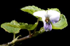Image result for Viola abyssinica