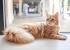Cats With Squirrel Tails