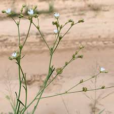 Image result for Limeum