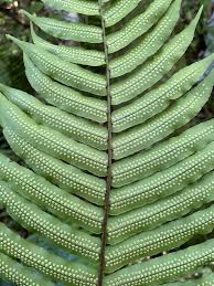 Image result for Lomariopsidaceae