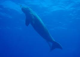 Dugong, (dugong dugon), a marine mammal inhabiting the warm coastal waters of the indian and pacific oceans that feeds on seagrasses and is similar to the american manatee. Dugong Wikipedia