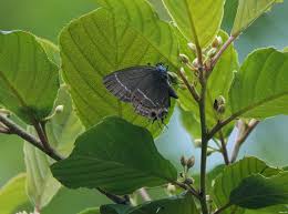 Image result for Satyrium sceptrum