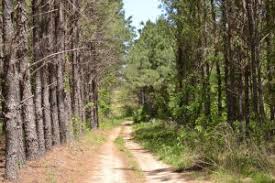 This pointblank cabin is on the beach, 0.1 mi (0.1 km) from lake livingston, and within 12 mi (20 km) of wolf creek park and sam houston national forest. 5 Fun Off Road Trails And Parks Near Houston Russell Smith Honda Blog