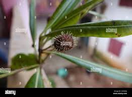 Image result for Breonadia