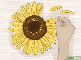 Selain itu, kamu juga harus melindungi bunga matahari dari angin. 4 Cara Untuk Mengeringkan Bunga Matahari Wikihow