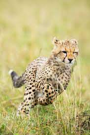 Pin On Animals Wildlife