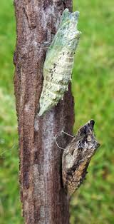 Check spelling or type a new query. Black Swallowtail Papilio Polyxenes Wisconsin Horticulture