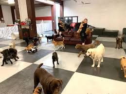 Join our pack and find your walker today. In Home Doggie Daycare Near Me Off 76 Www Usushimd Com