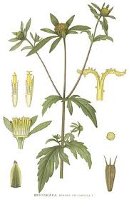 Image result for Bidens ruyigiensis