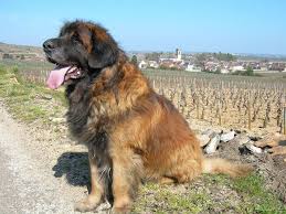 dieser hund der auch ohne vergleich riesig aussieht leonberger dog large dog breeds huge dogs