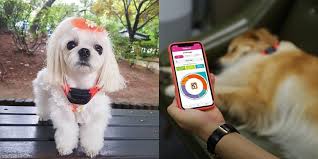 Say something important or just give it a command. This A I Powered Collar Will Tell You What Your Dog S Barks Actually Mean Tech
