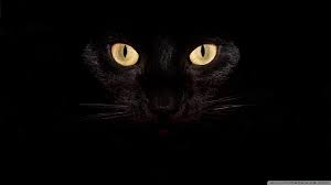 Wallpapers Hd Backgrounds Wallpaper 2048 1152 2048 X 1152 Wallpapers 39 Wallpapers Adorable Wallpapers Cat Dark Cat Wallpaper Cats