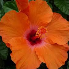 Home trends hibiscus dinner plate 11 bamboo edge 1 ea 3 available. How To Grow A Hibiscus Tree