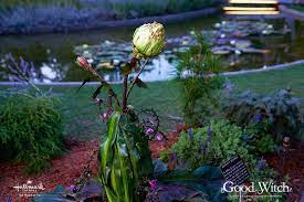 Is the merriwick flower real : Good Witch Do You Remember Who Said This Town Needs Facebook