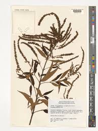 Image result for Buddleja asiatica