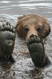Black Bear Vs Grizzly Bear Size Difference See My Feets Animals Animals Wild Animals Beautiful