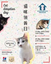 There's the sarcastic thackery binx in hocus pocus, salem, in sabrina, the teenage witch and pyewacket in the hey — in some cultures black cats are even worshipped. Cat Adoption Day By Hkscda Dimsum Daily