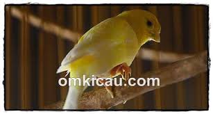 Maybe you would like to learn more about one of these? Bengkak Pada Pembuluh Darah Di Kaki Burung Ini Cara Mengobatinya Om Kicau