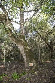 Image result for Droguetia ambigua