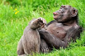 Check spelling or type a new query. Lying Chimpanzee Sticking Tongue Out Hd Wallpaper Wallpaper Flare