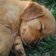 Thank you for your interest in adopting a golden retriever from southern california golden retriever rescue. Cielos Golden Retrievers Dog Breeder Golden Retriever Puppies Golden Retriever Retriever Puppy Golden Retriever Puppy