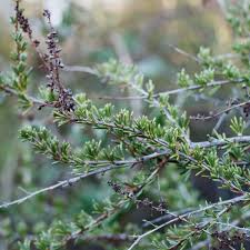 Image result for Panicum chambeshii