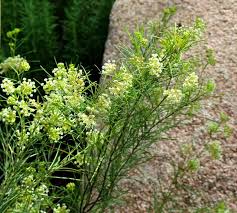 Whorled Milkweed Piedmont Gardener