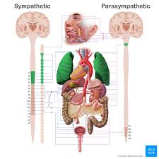 Each organ acts in a slightly different way and has a different responsibility for the whole. List Of Human Organs Kenhub